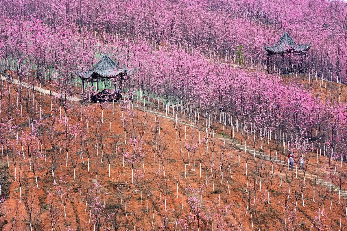 中国十大最美赏樱胜地