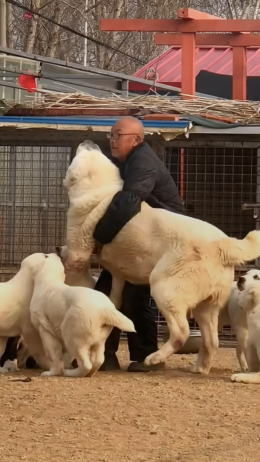 俄罗斯大型犬品种大全图片