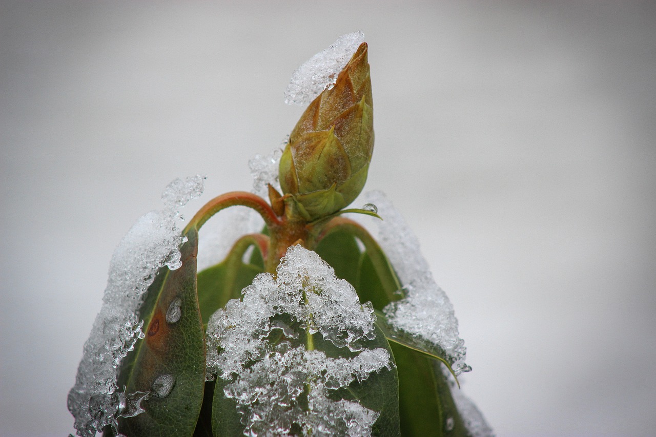 植物冬眠:如何像它们一样度过寒冷季节