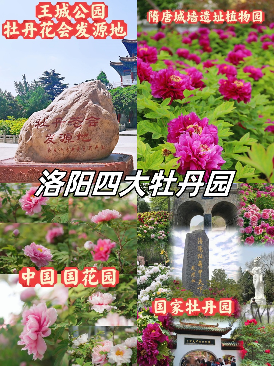 牡丹园介绍图片