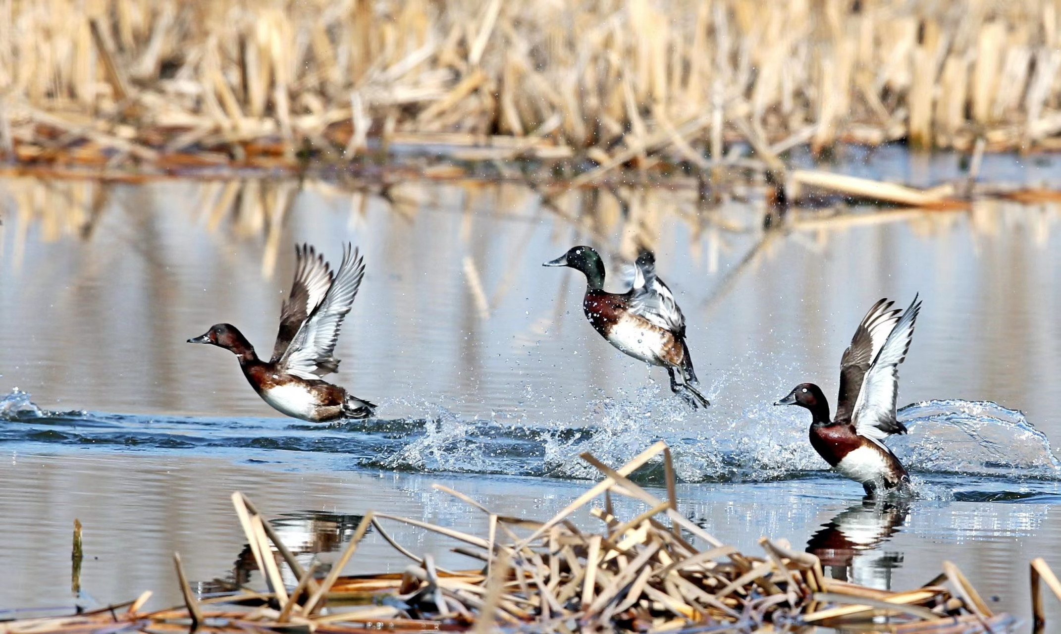 【最美辽宁|辽宁省阜新市:珍稀鸟类"做客"玉龙湖】#有一种美好叫辽宁