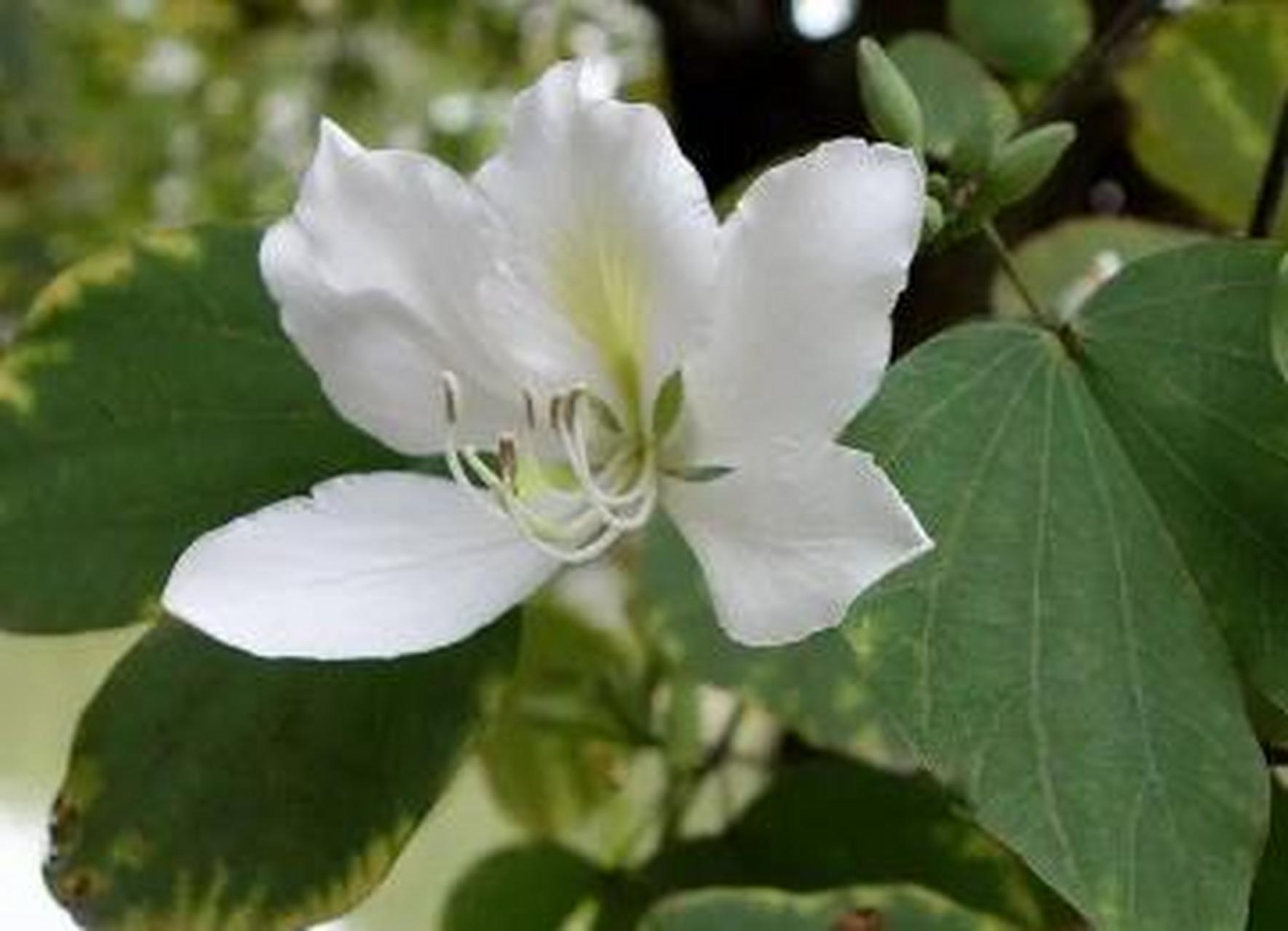 白花洋紫荆花图片