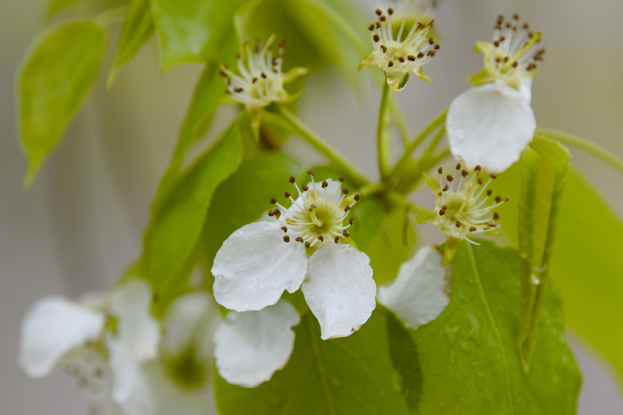 【最美辽宁】辽宁省锦州市:梨花一树春带雨 作者:林锦 #有一种美好叫
