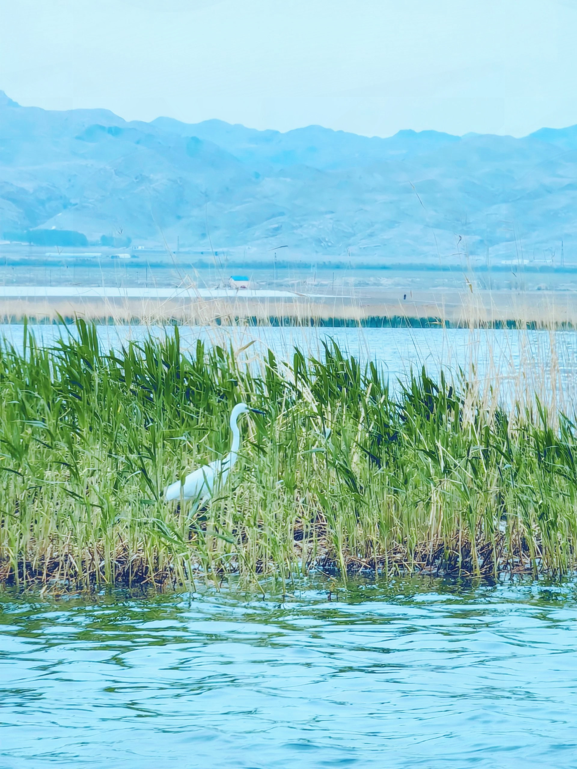 乌拉特前旗,总面积293平方公里,是我国八大淡水湖之一,是黄河流域最大
