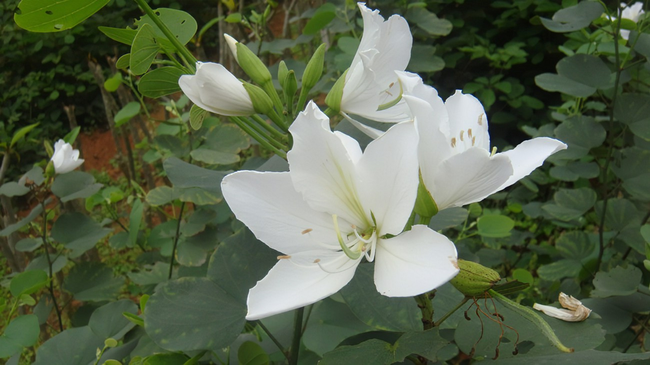 白花洋紫荆花图片