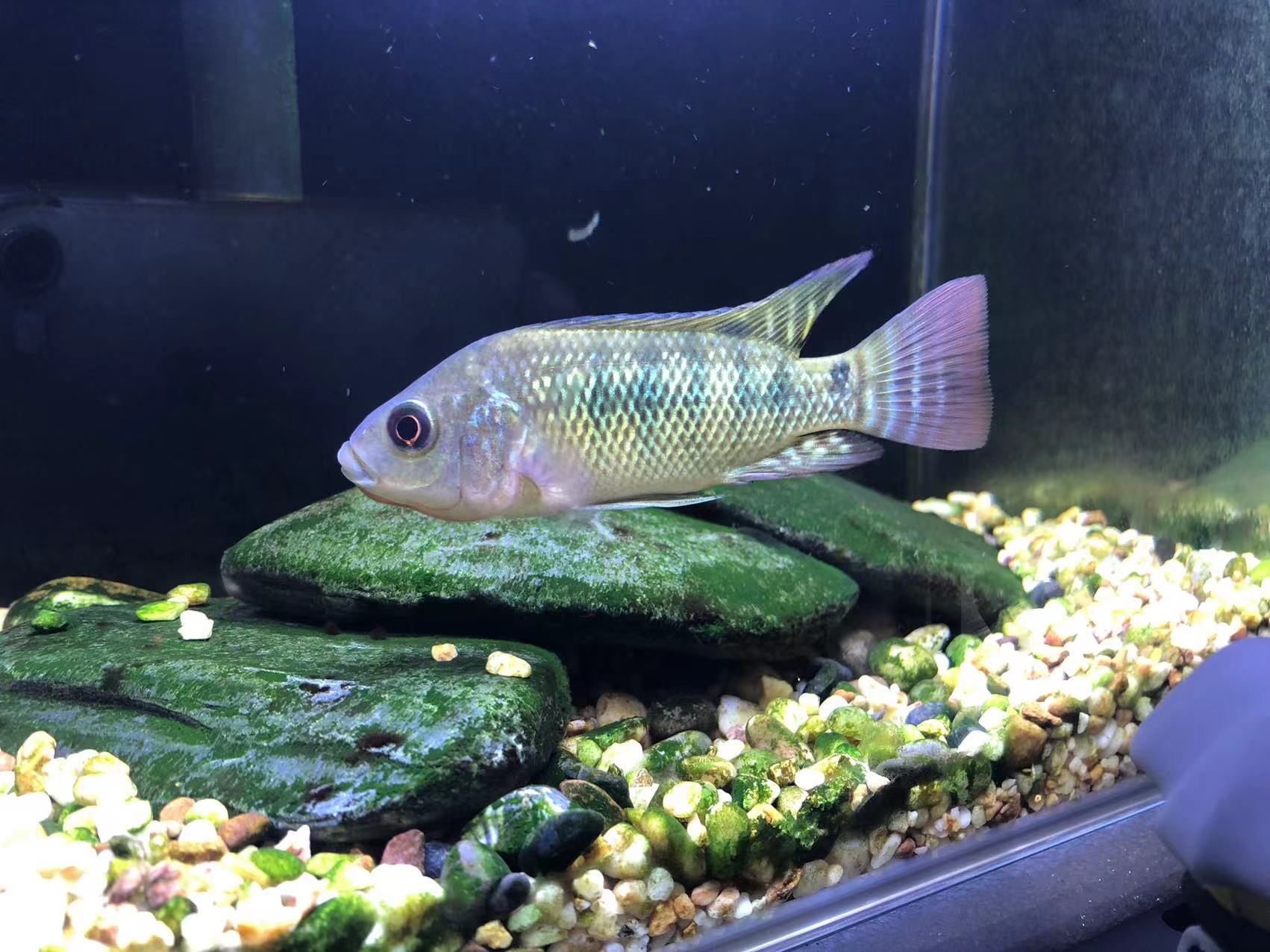 心里按耐不住,直接上前和小哥聊了一下,问他钓到的鱼,如果不要,能送