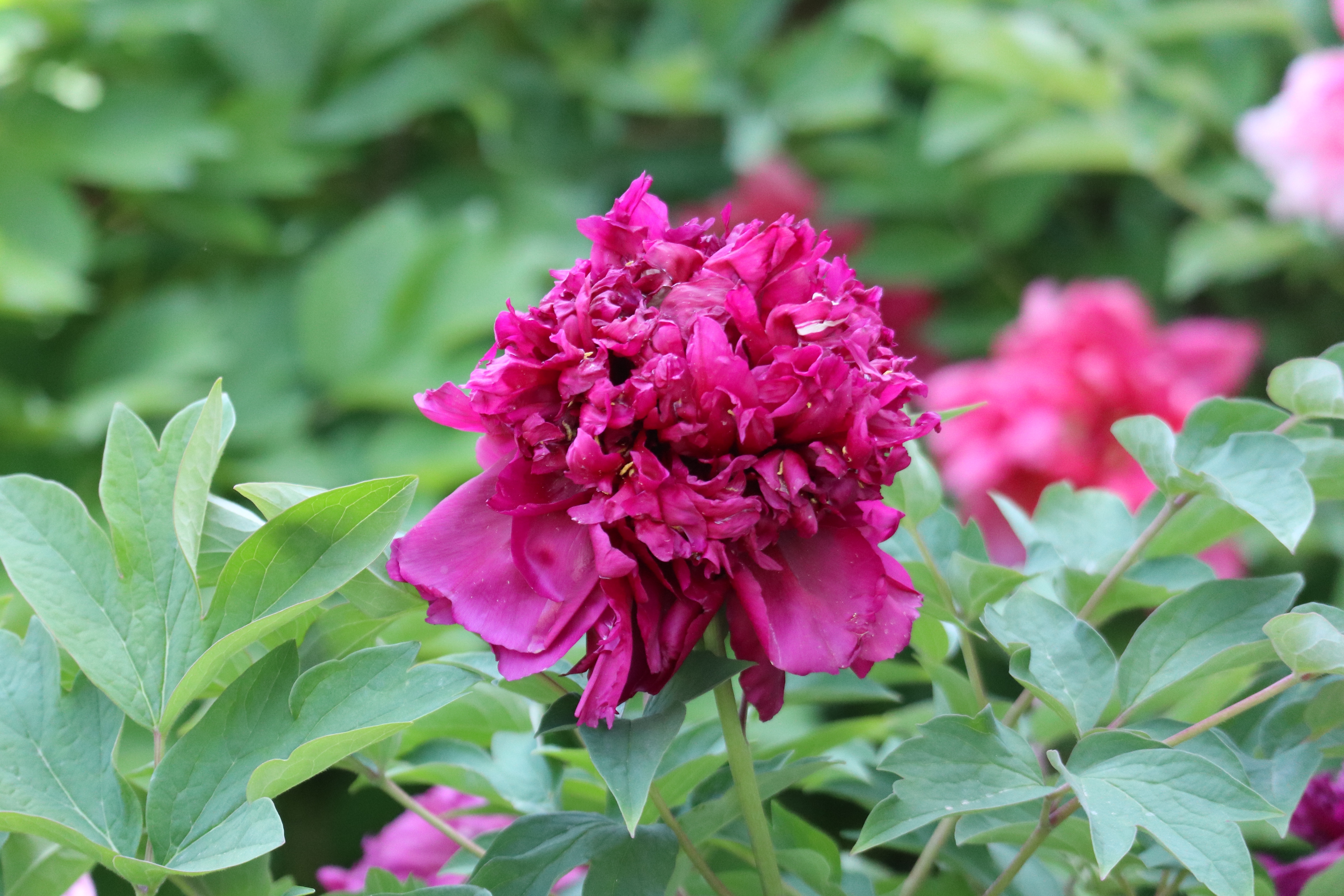 牡丹,芍药科芍药属多年生落叶灌木,被誉为"花中之王"