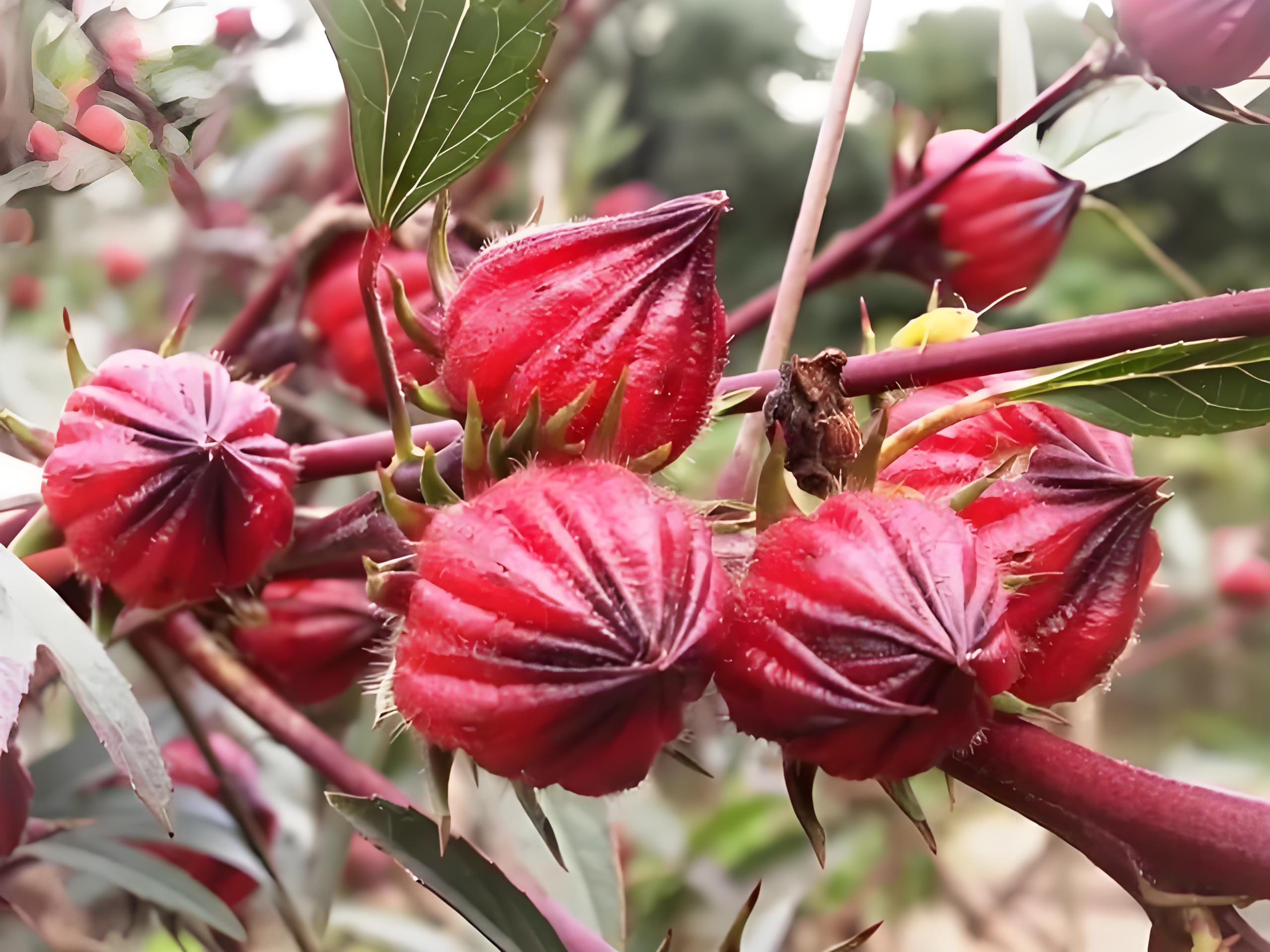 洛神花种植方法和时间,洛神花有哪些品种?