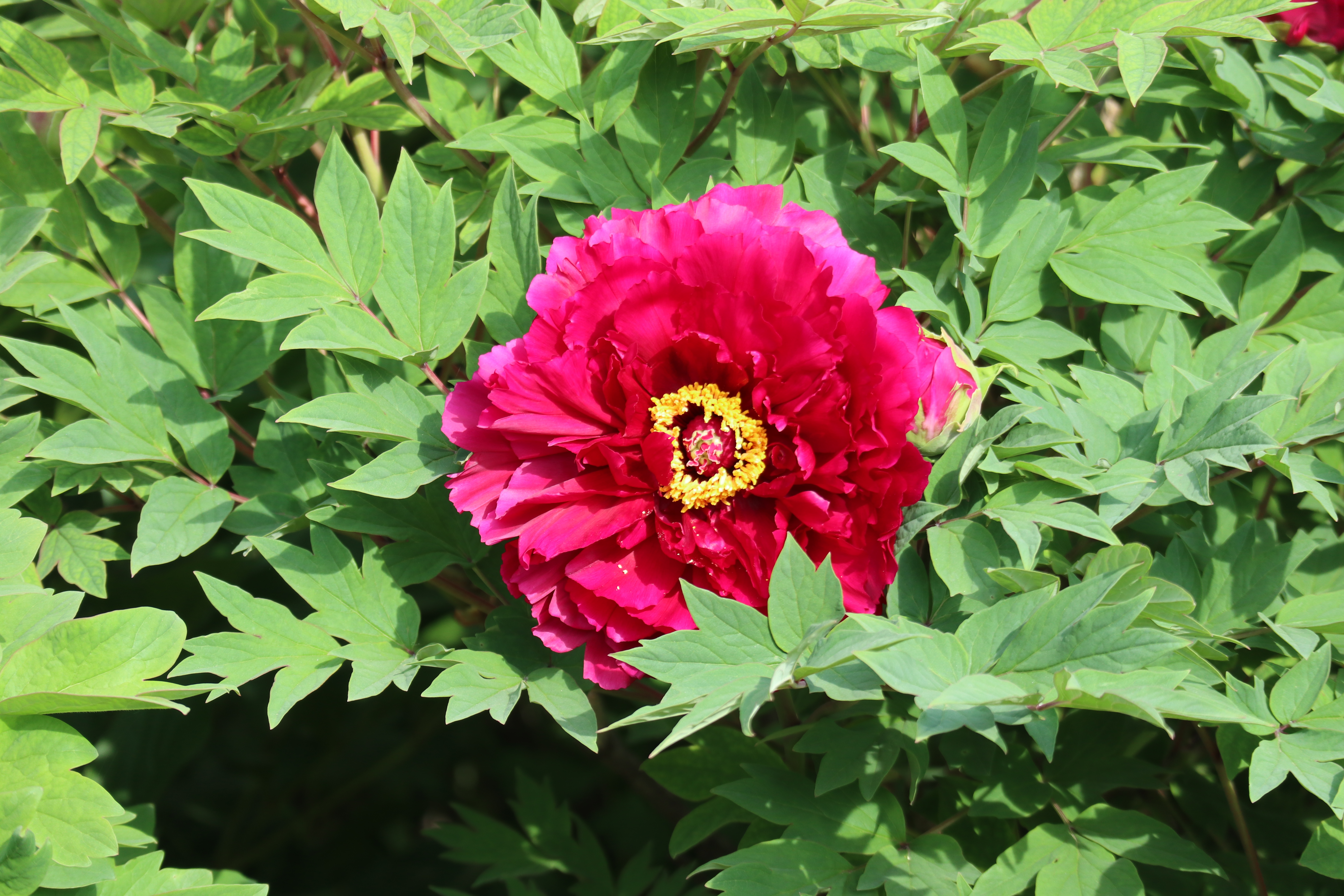 牡丹,芍药科芍药属多年生落叶灌木,被誉为"花中之王"