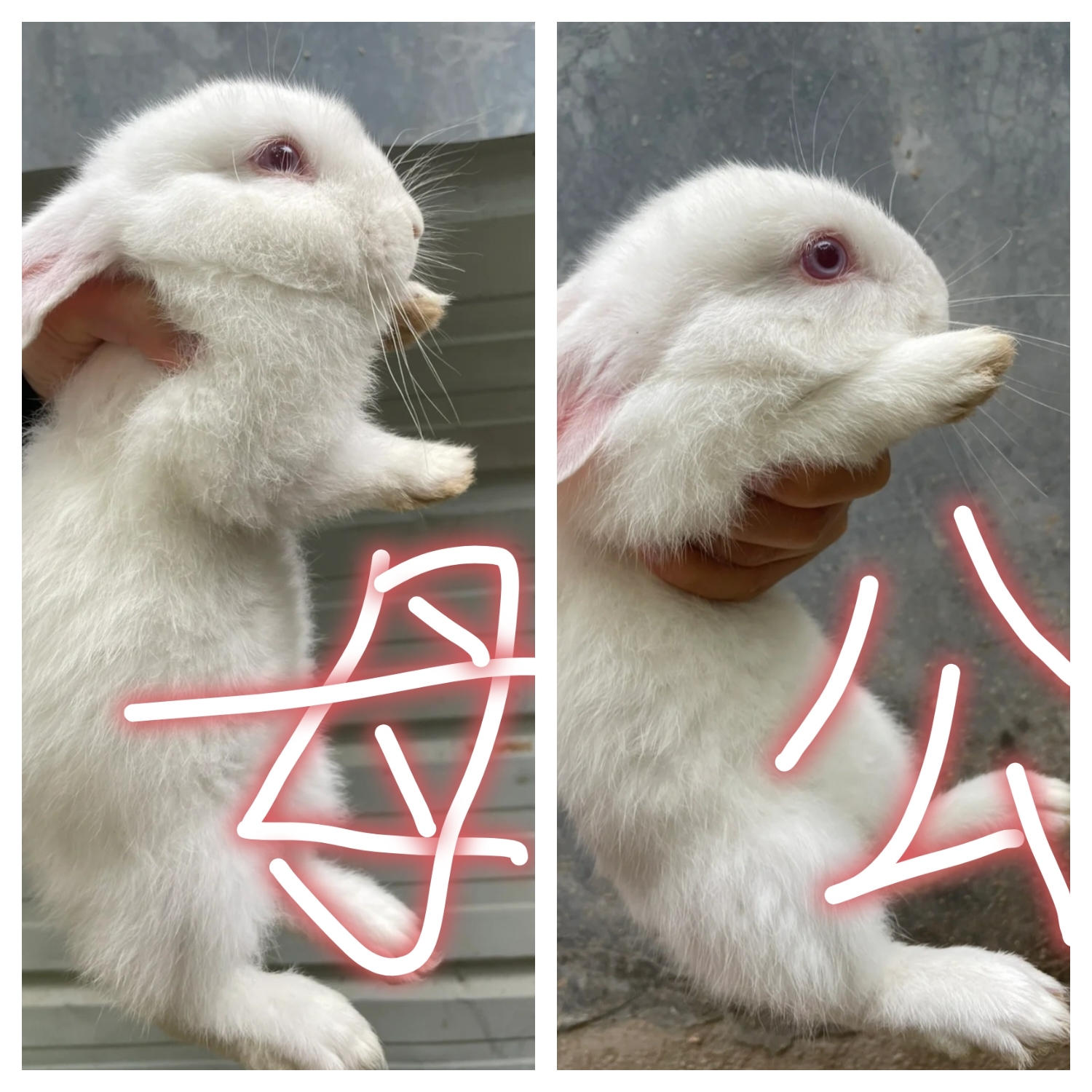 兔子怎样辨别公兔母兔