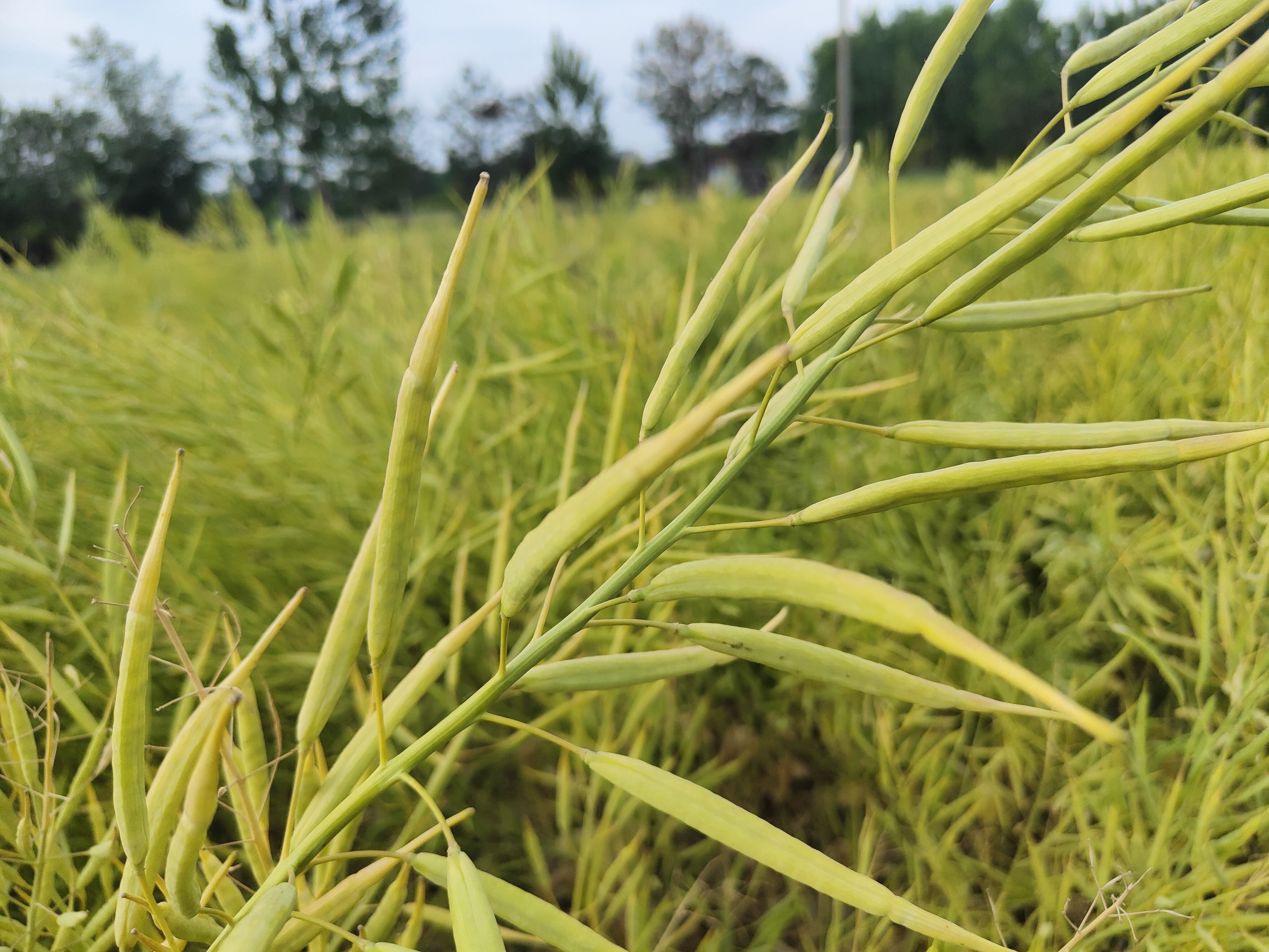 油菜成熟后,啥时候收割最合适