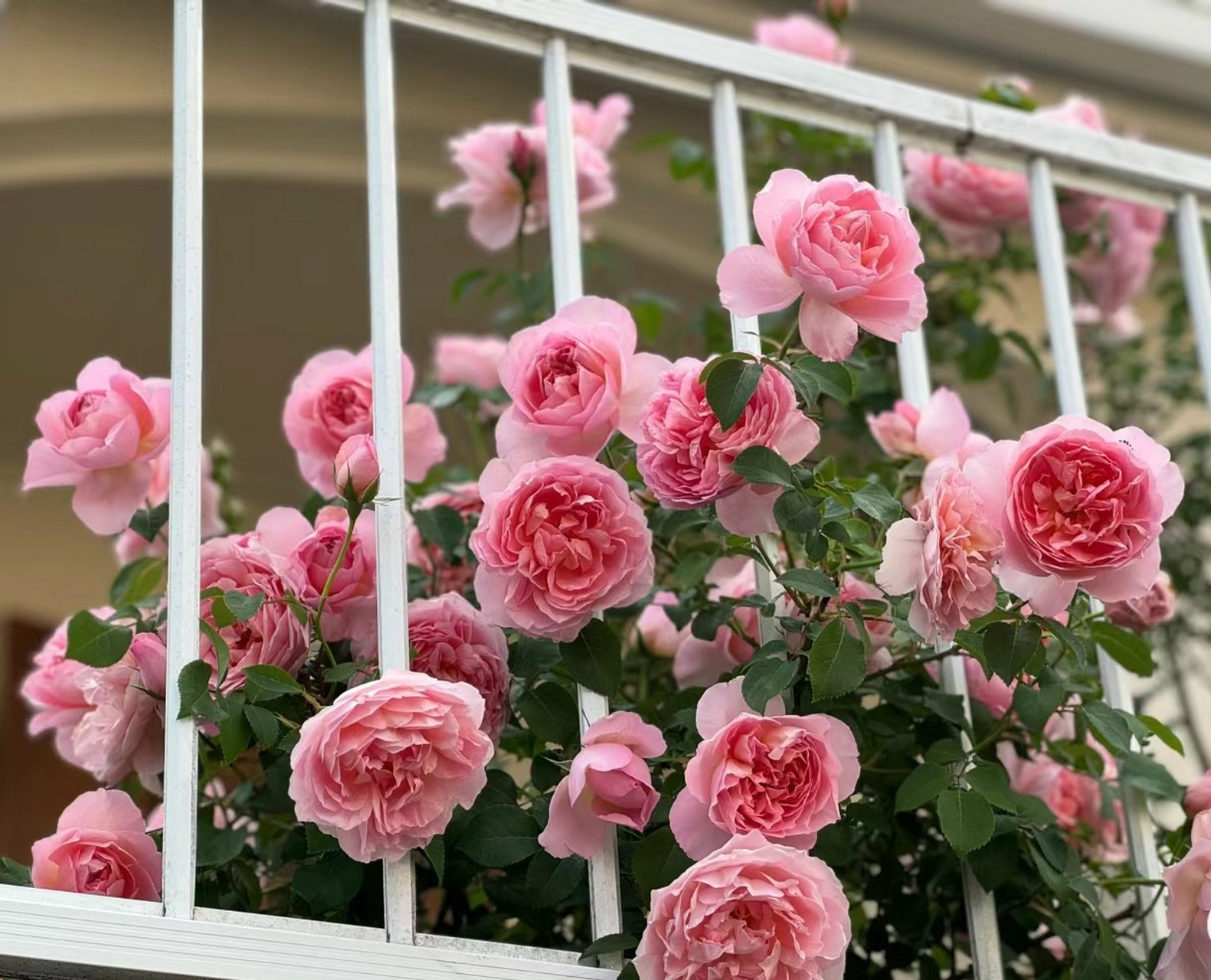 本期介绍月季花"舍农索城堡的女人",花大色美,香味独特,多季节开花