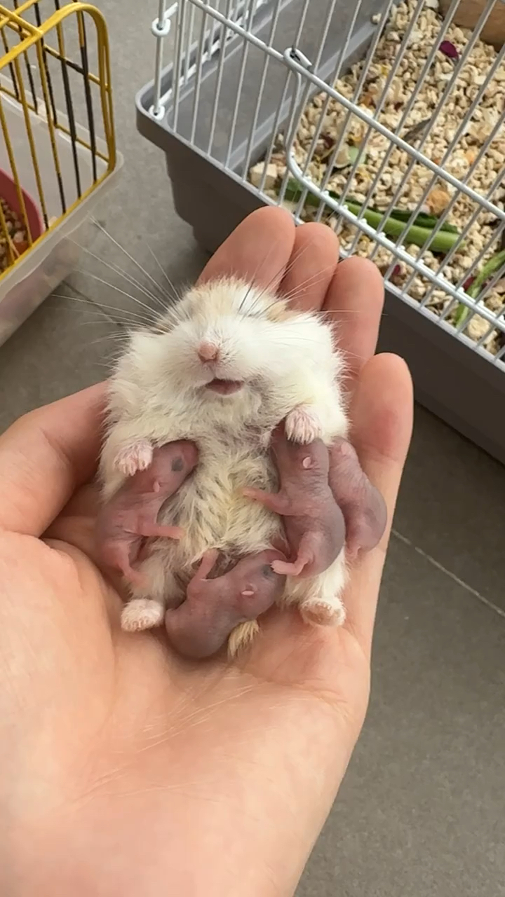 鼠妈妈喂奶"生无可恋"啦哈哈哈!