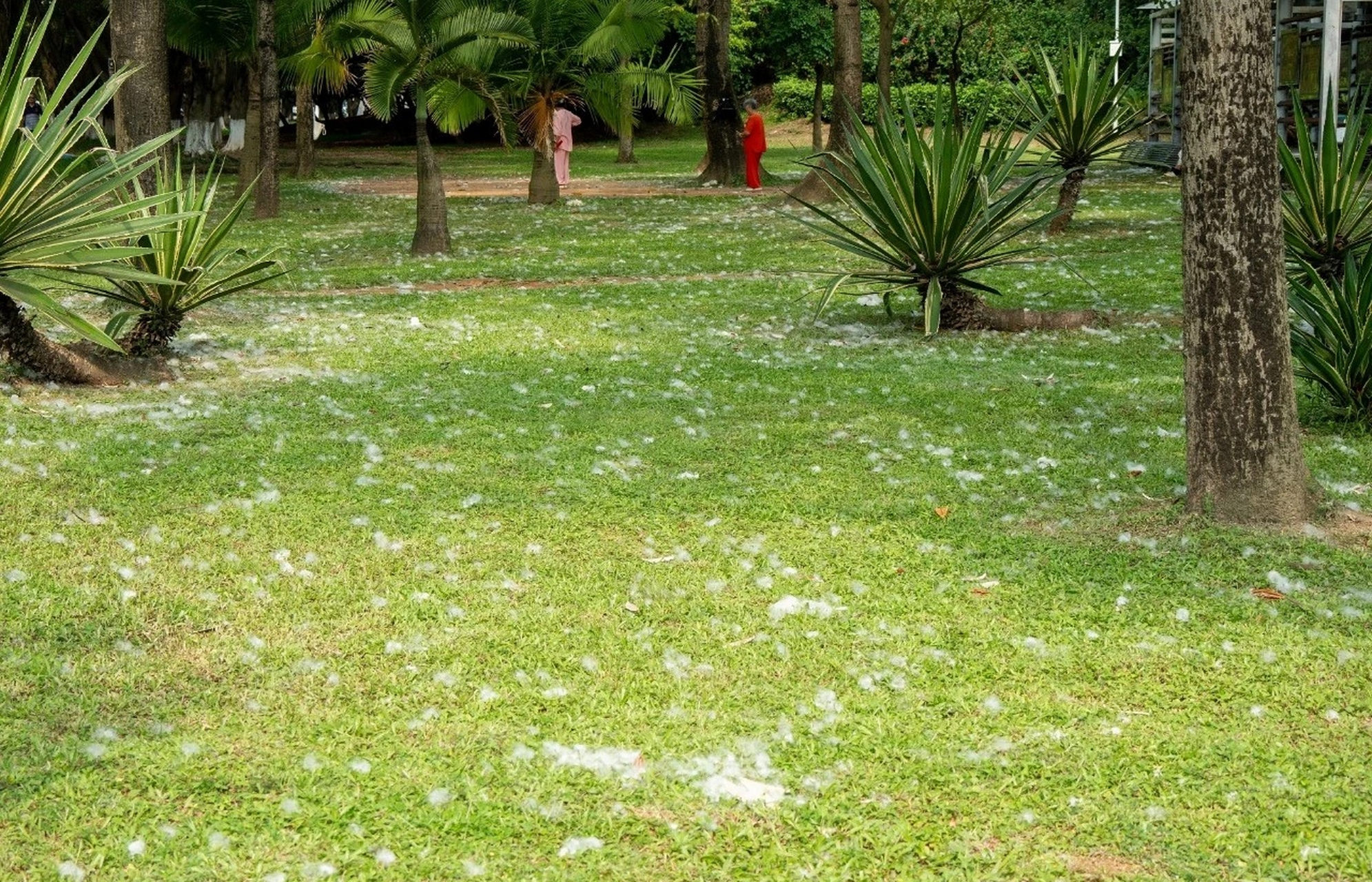 木棉花絮满天飞的伤感图片