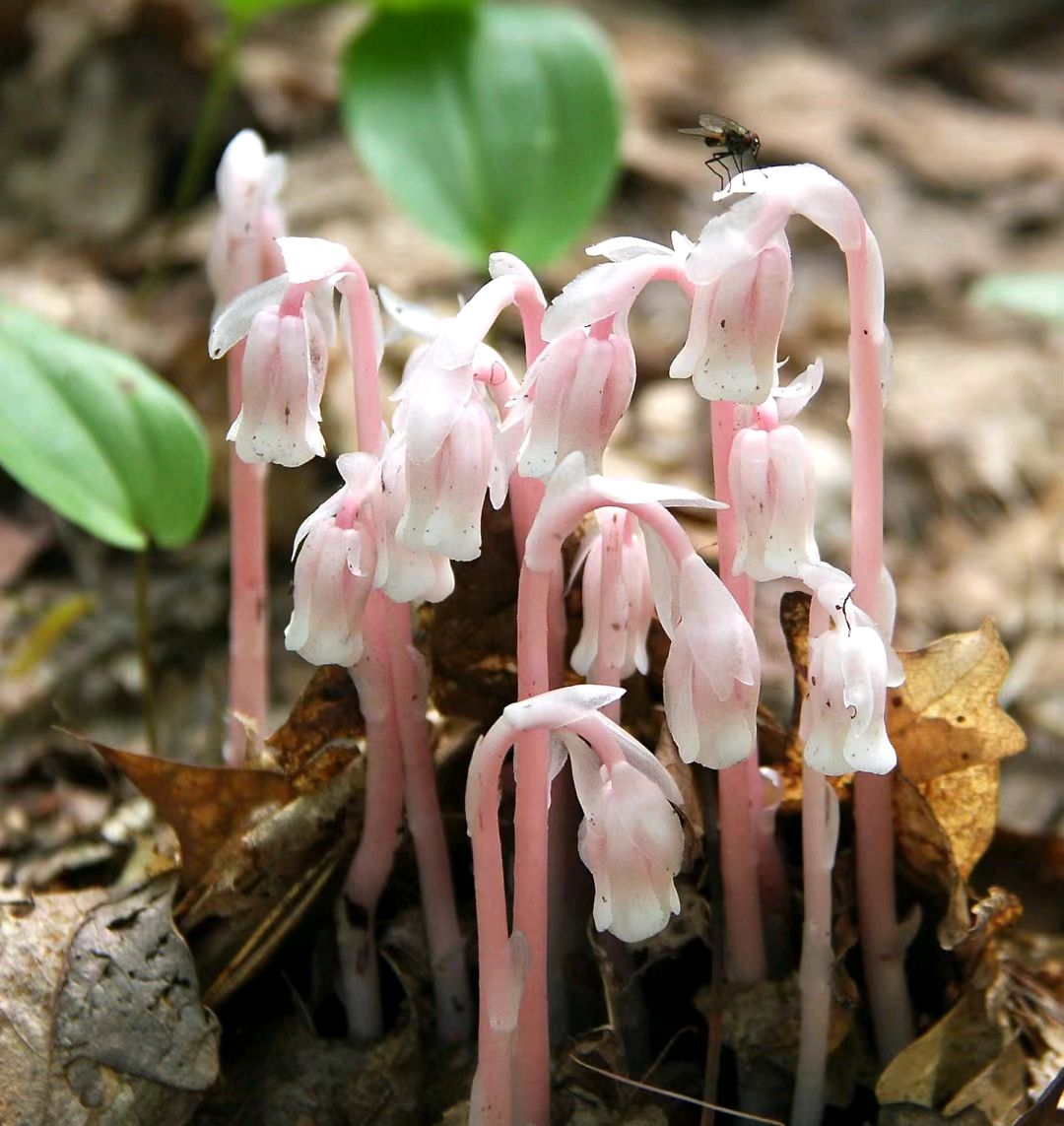 幽灵之花 水晶兰