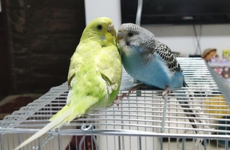 蓝鼻子哥哥和红鼻子妹妹