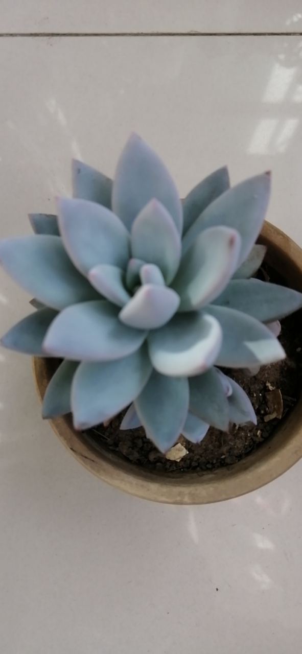 哪个花友给了颗蓝灰色的多肉,因为喜欢它的颜色,后来知道它叫霜之朝