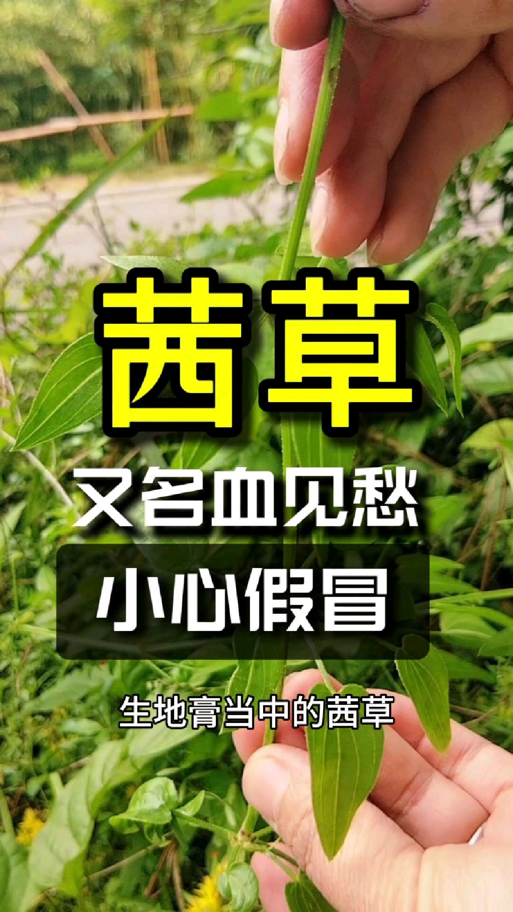 茜草又叫血见愁草,虽大名鼎鼎的好,却是难找又易被它物冒充!