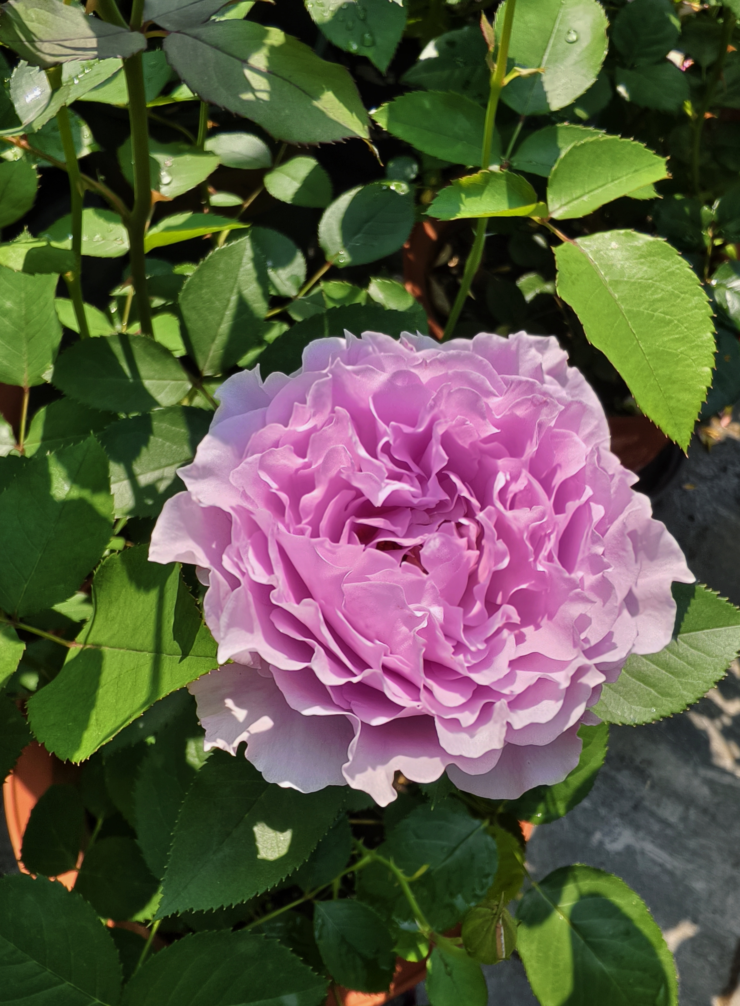 最喜欢的月季品种之一,又美又香的优秀品种,蜻蜓:蓝紫色清新高雅,有