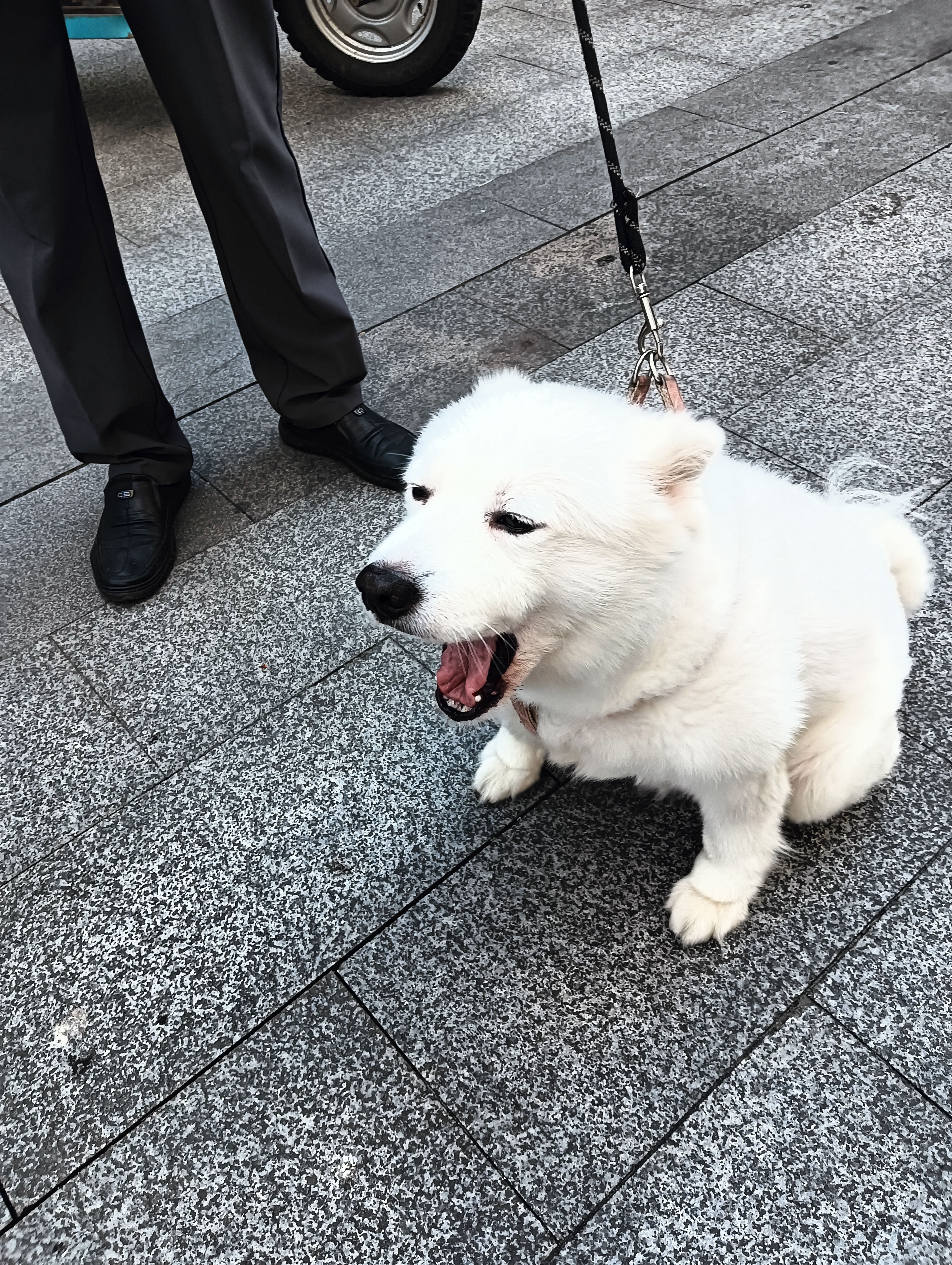 上午上街看到一头小萨摩耶超级可爱的我的心都要被它萌化了