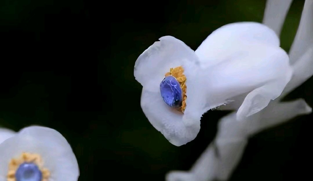 幽灵之花:水晶兰