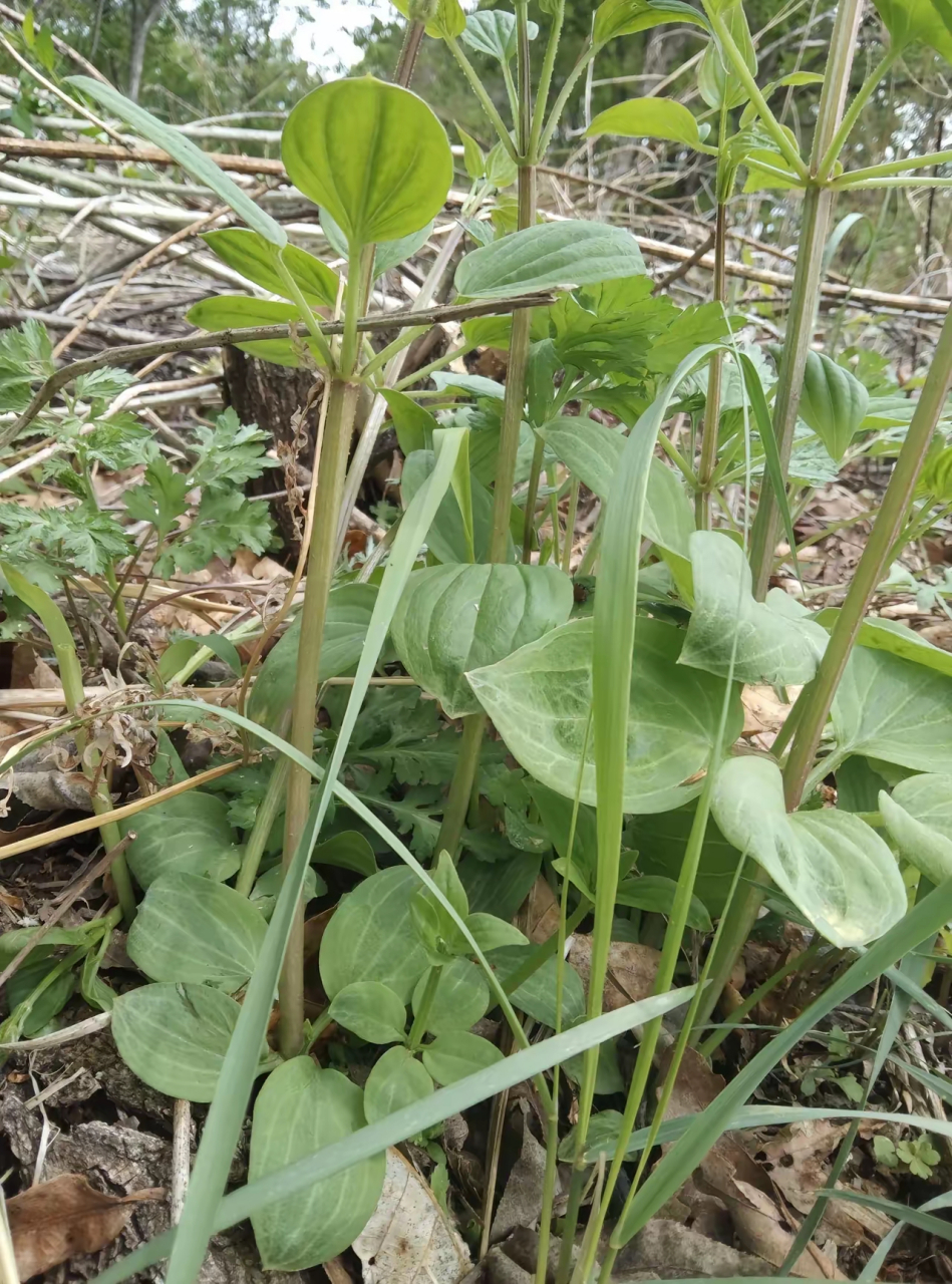 这是纯野生的鸿茅,这一棵有四十多棵秧现在挖白瞎了,等秋后来挖泡酒这