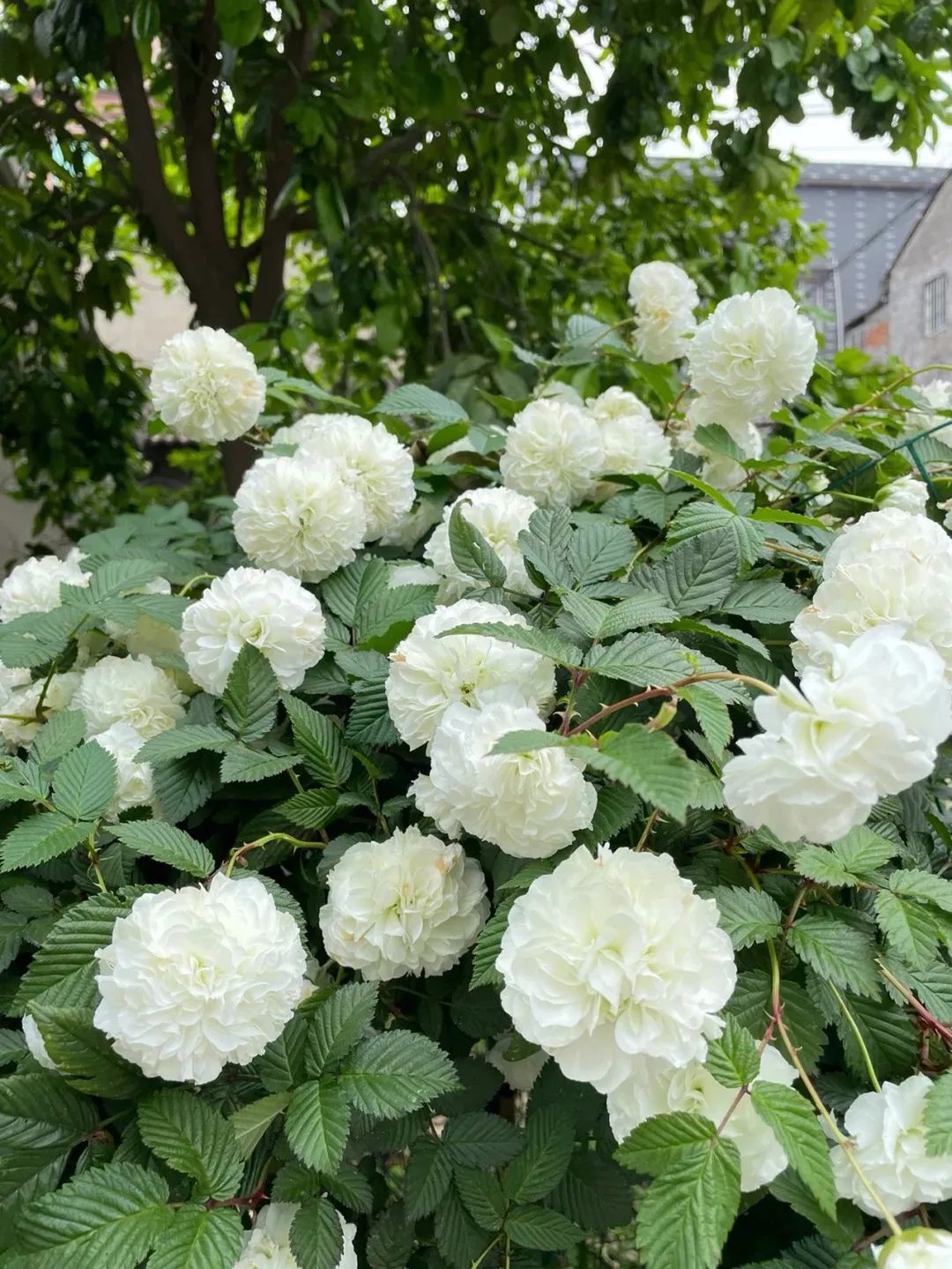 荼蘼是春天最后开花的植物,当它开放时,意味着春天的结束和青春的逝去