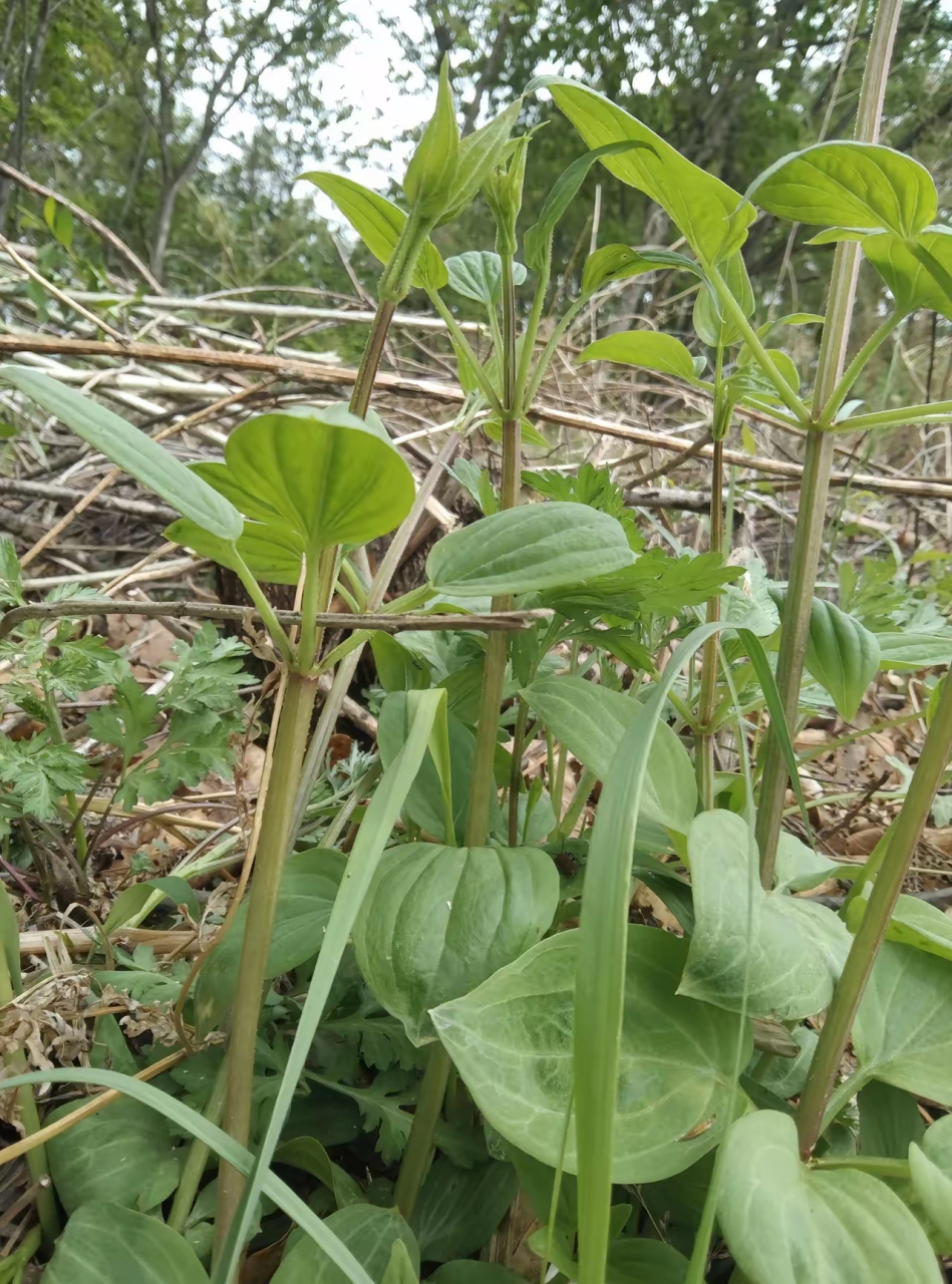 这是纯野生的鸿茅,这一棵有四十多棵秧现在挖白瞎了,等秋后来挖泡酒这
