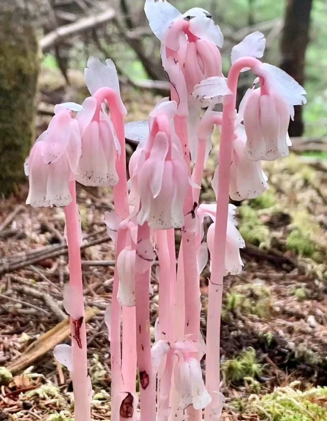 幽灵之花:水晶兰
