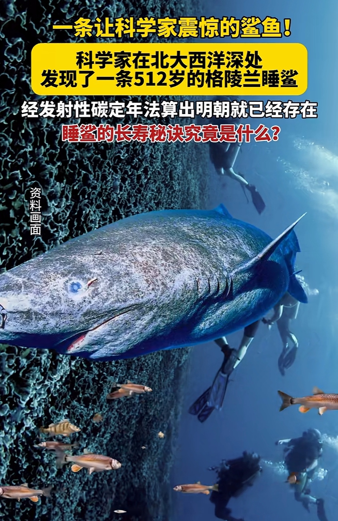 如此罕见的鲨鱼,看着面相,游动起来应该很费劲吧[微笑]  动物世界