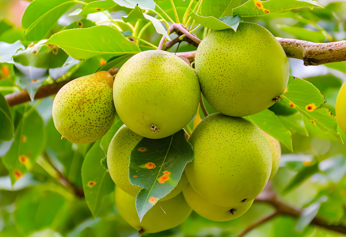 青梨是什么梨?有什么特点?