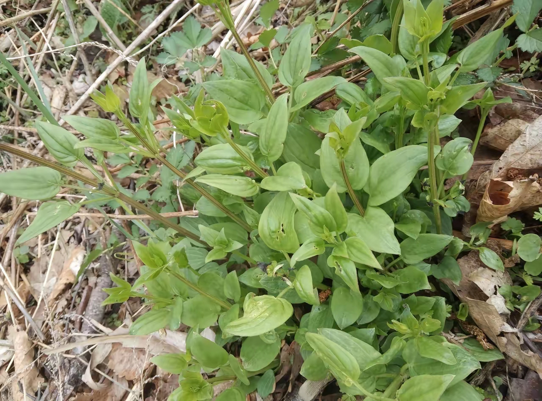 这是纯野生的鸿茅,这一棵有四十多棵秧现在挖白瞎了,等秋后来挖泡酒这