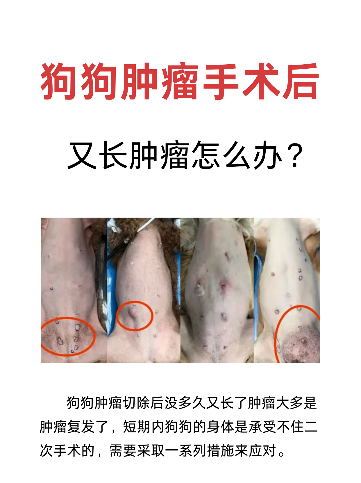 狗狗肿瘤手术价位开刀图片