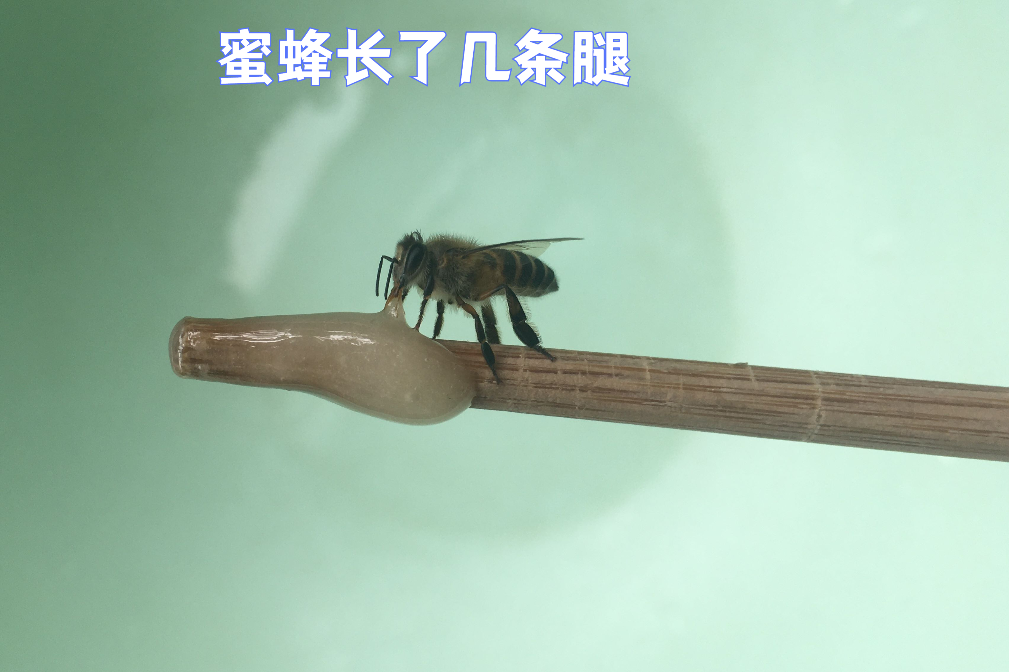 想知道它们在自然界中如何大展身手吗?探秘蜜蜂的世界等你来揭晓!