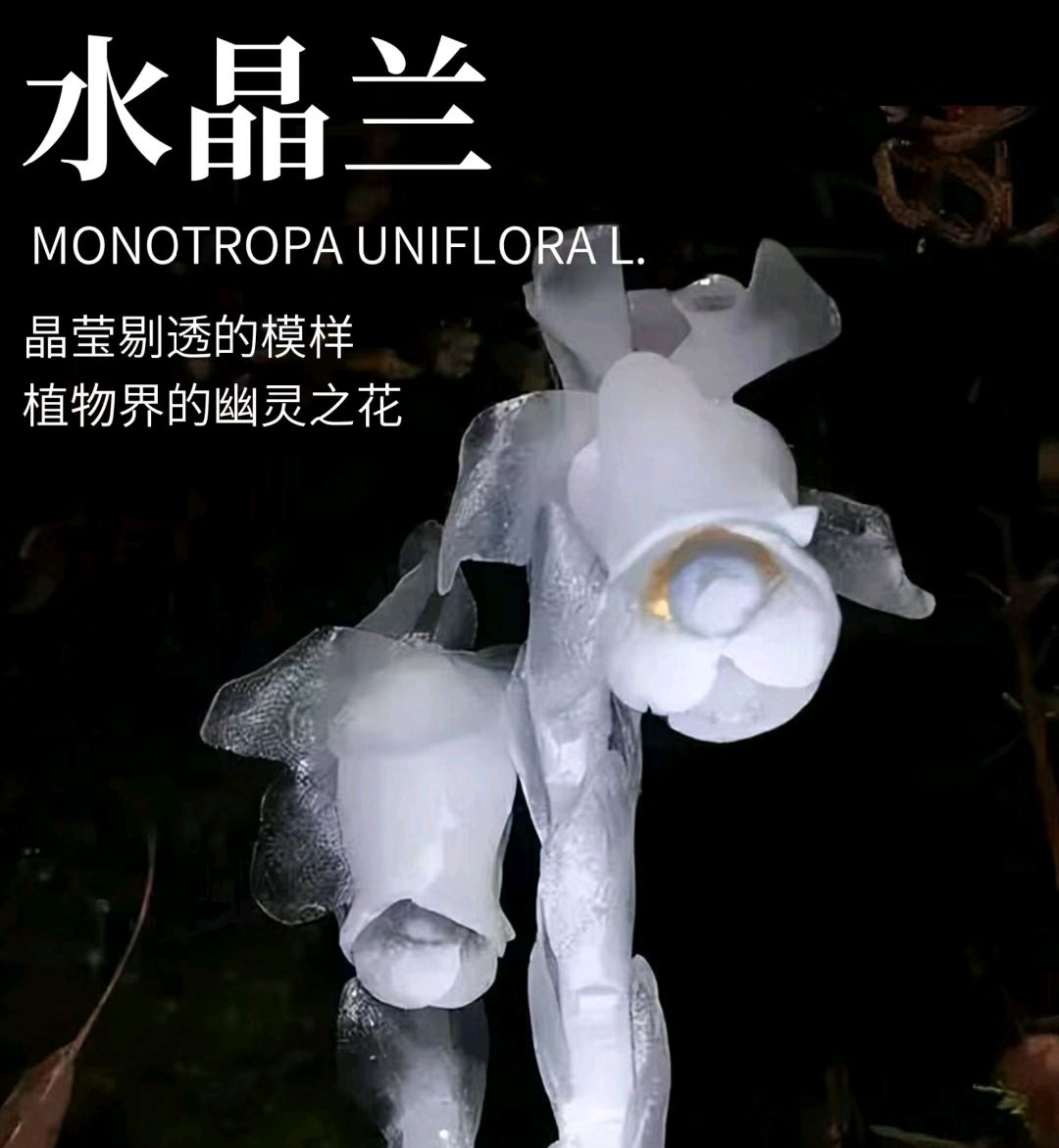 幽灵之花:水晶兰