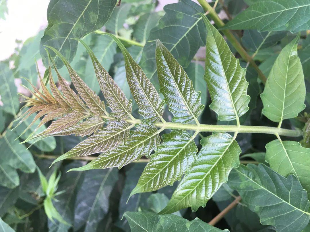 香椿和臭椿有什么区别?1个误区,5个识别要点