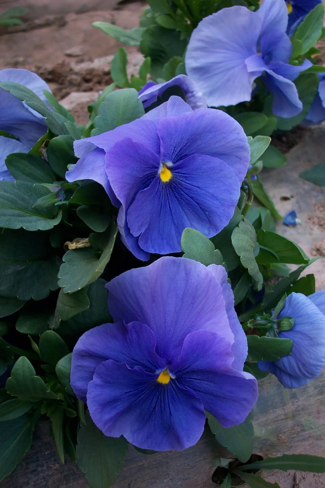 这波蓝紫色系花卉,太美了!