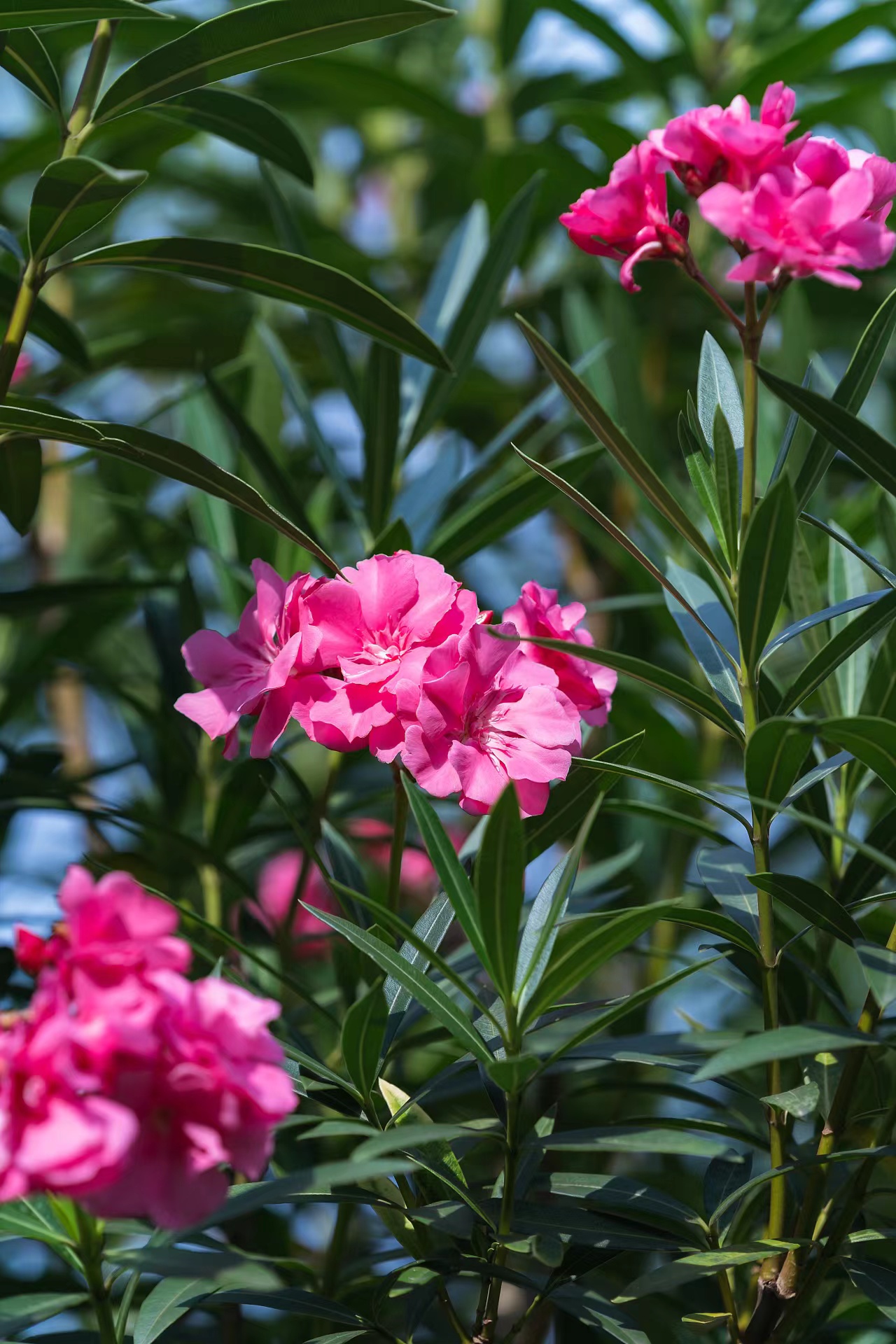 夹竹桃,先闻其名,后见其貌.一影视剧内,水红花树,不可近身,花汁有毒.