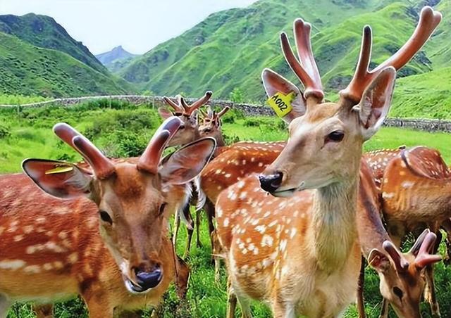 珍稀之鹿:鹿茸之美与养殖挑战,古今文化地位的变迁