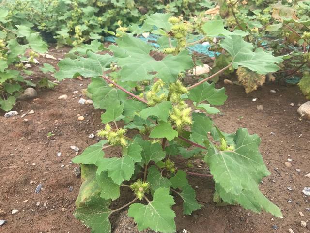 苍耳:从乡野"毒瘤"到都市"珍宝"的转身