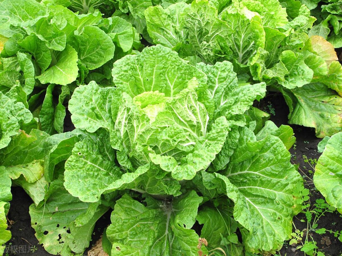 移栽白菜三个注意点,学会了,移栽白菜缓苗快不死苗