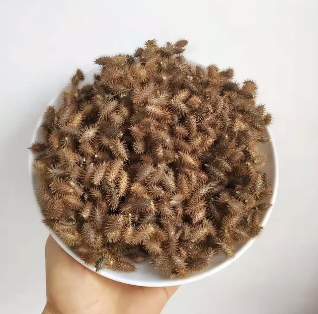 苍耳:从乡野"毒瘤"到都市"珍宝"的转身