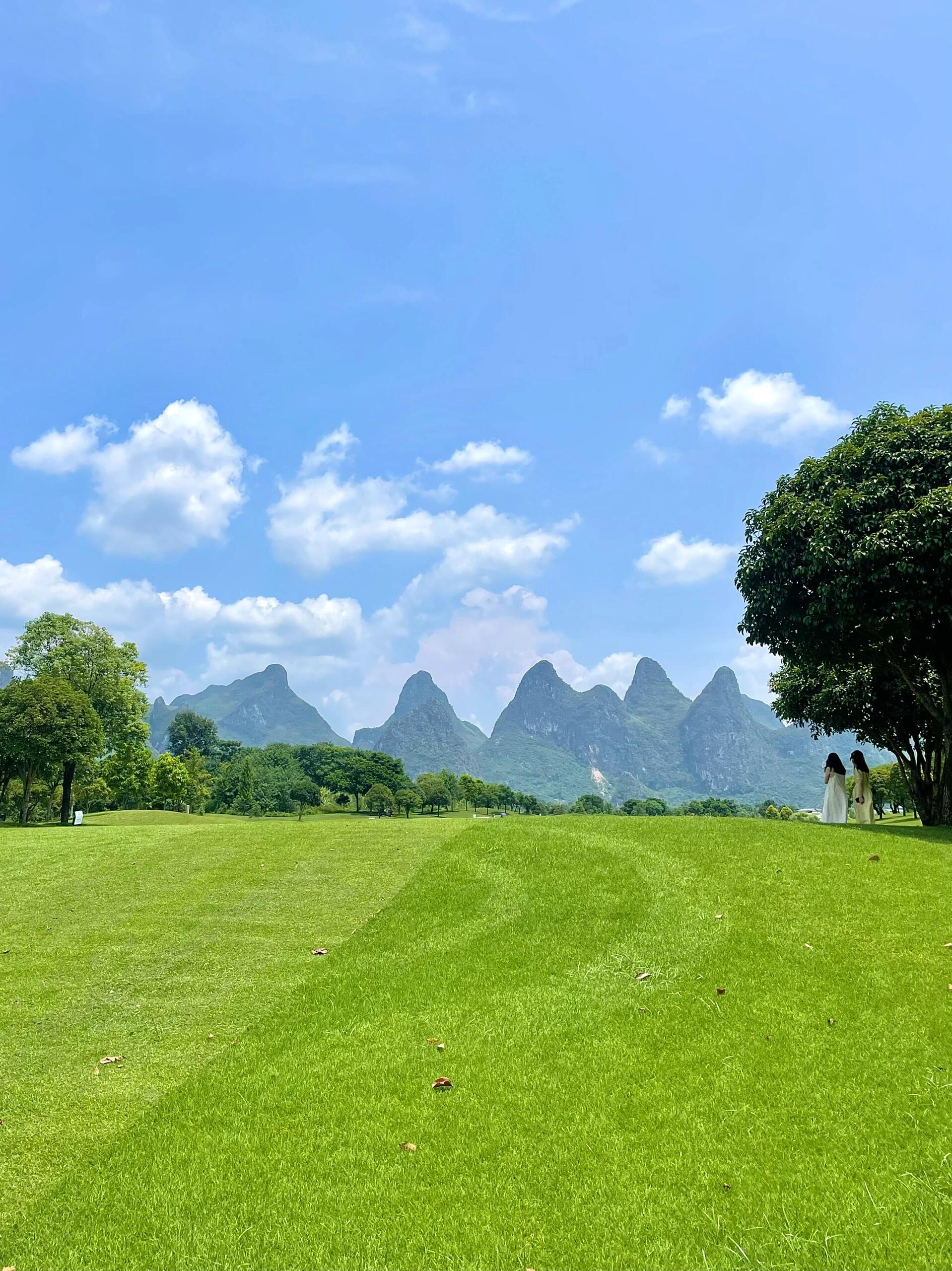 草原上桂花树图片