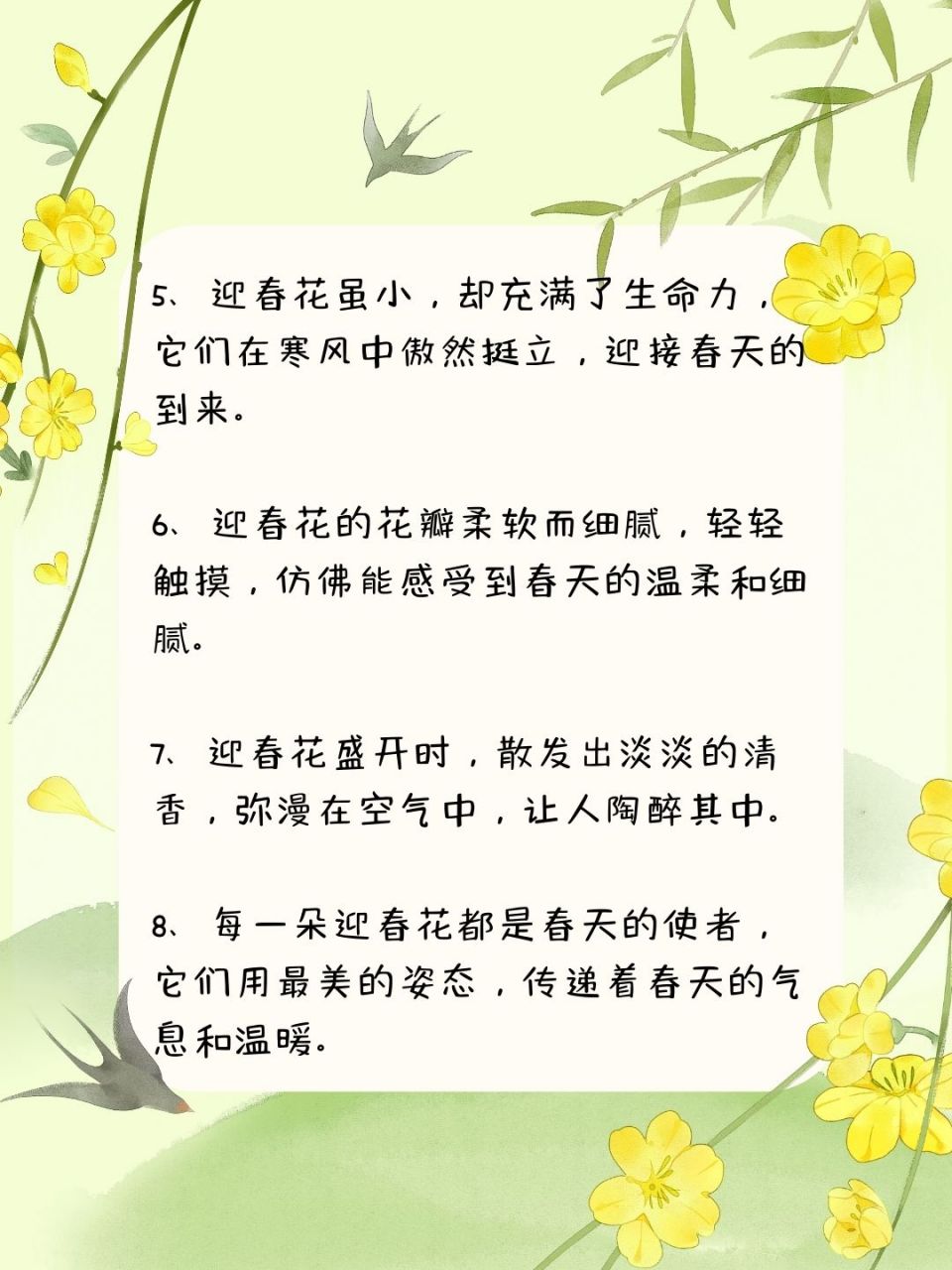 迎春花其他描写图片