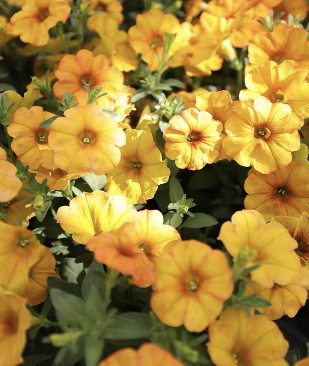 矮牵牛花 72别名:碧冬茄,杂种撞羽朝颜,灵芝牡丹,毽子花/矮喇叭