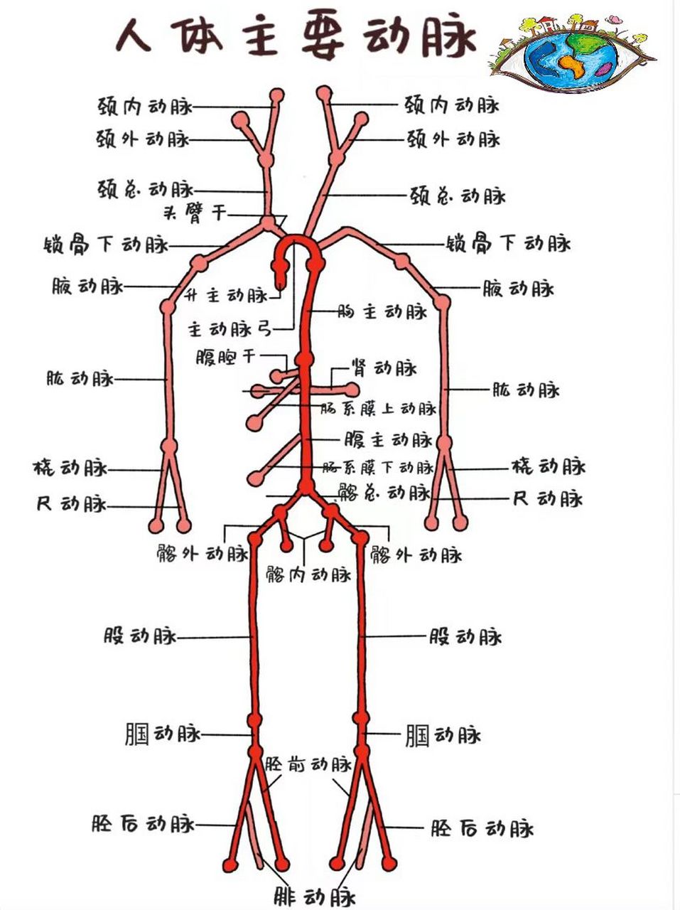 上肢动脉分布图图片