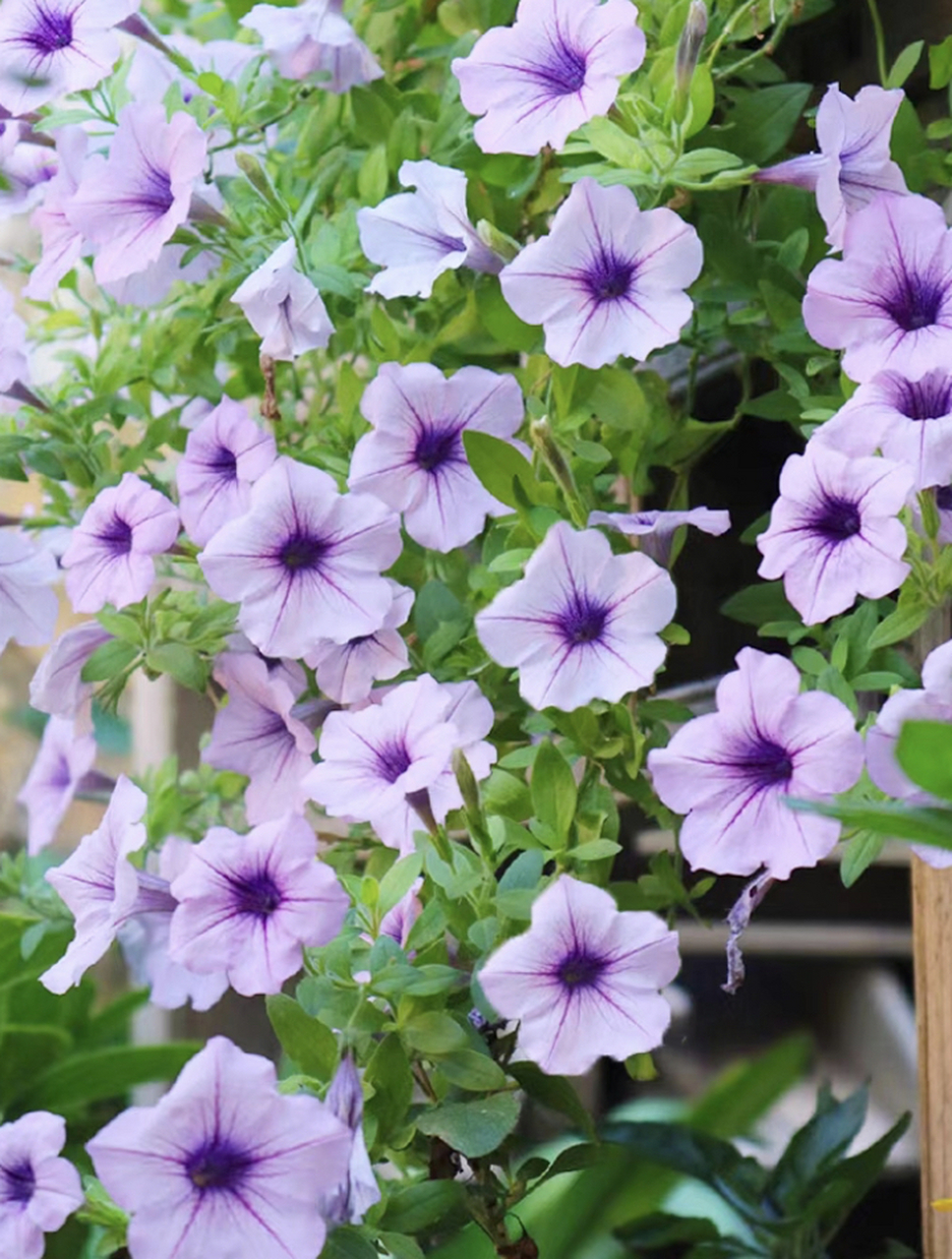 矮牵牛花 72别名:碧冬茄,杂种撞羽朝颜,灵芝牡丹,毽子花/矮喇叭