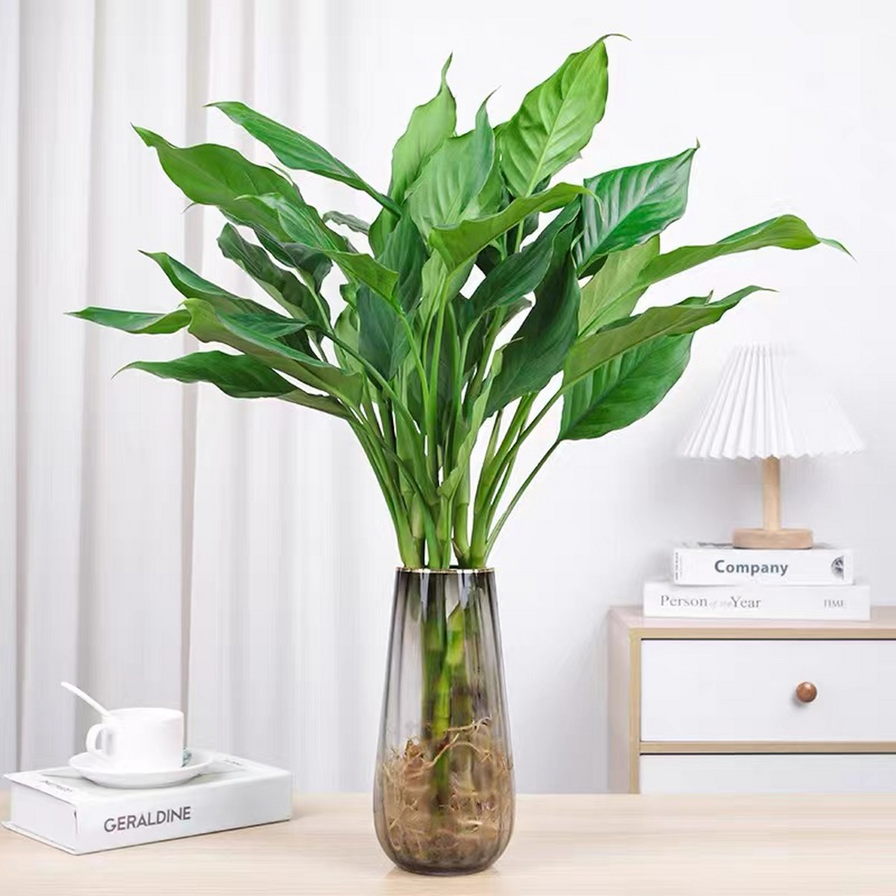 今日识花72:万年青 72别名:黛粉叶,开喉剑,九节莲,冬不凋,铁扁担.