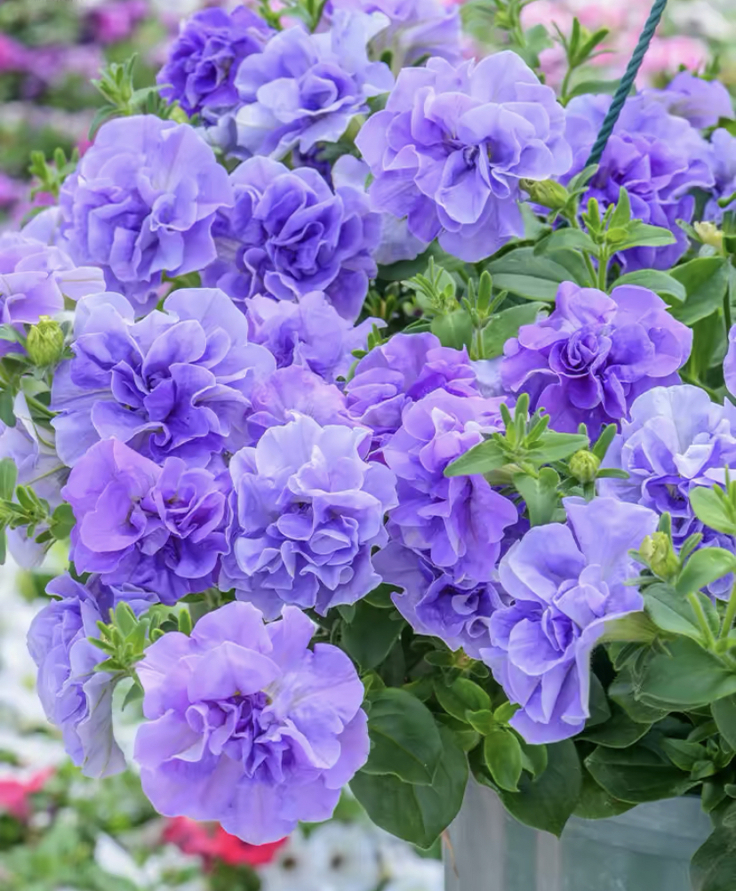 矮牵牛花 72别名:碧冬茄,杂种撞羽朝颜,灵芝牡丹,毽子花/矮喇叭