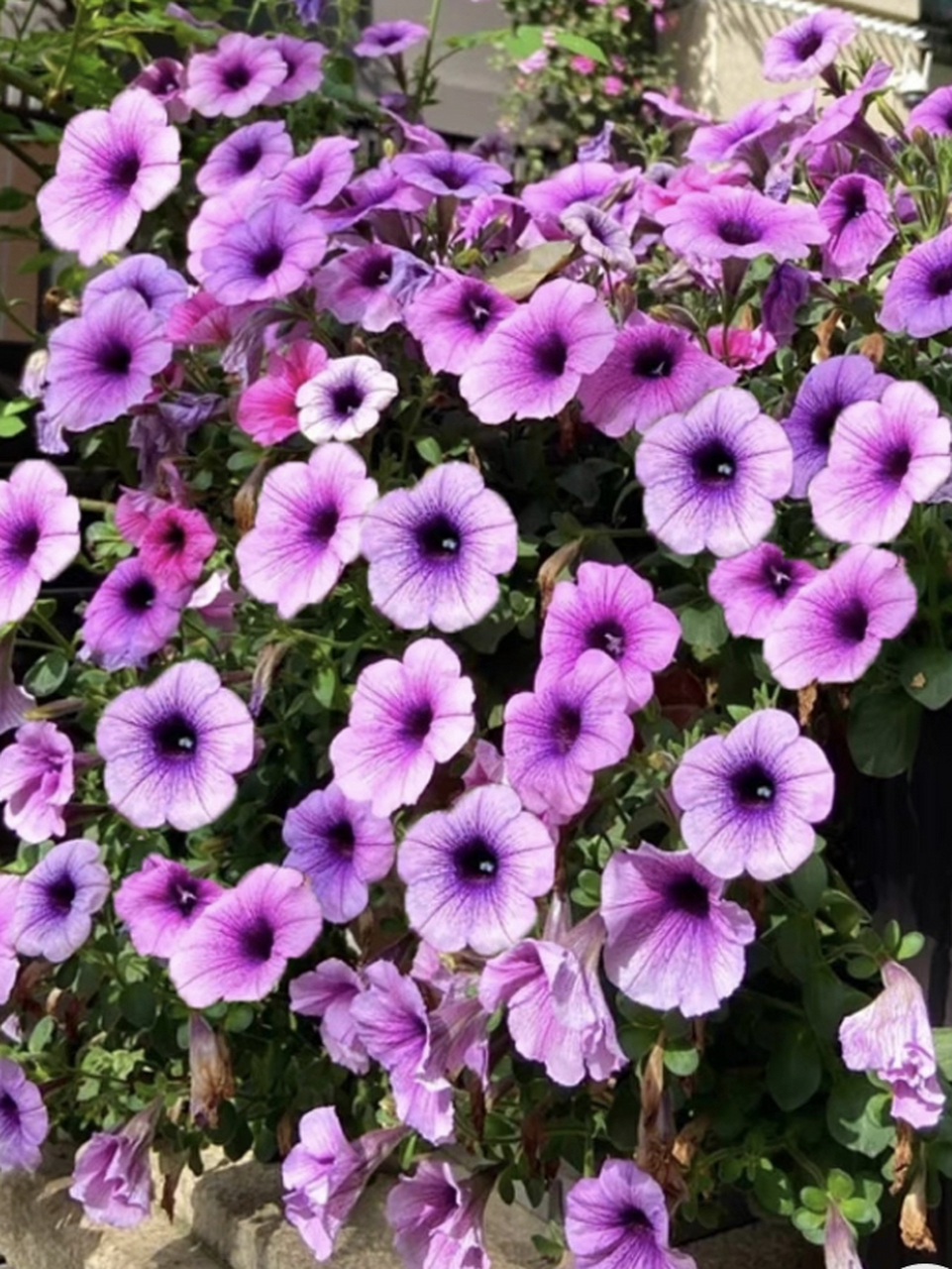 矮牵牛花 72别名:碧冬茄,杂种撞羽朝颜,灵芝牡丹,毽子花/矮喇叭